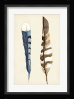 Plumage III Framed Print