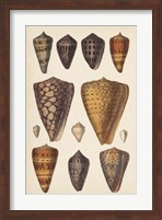 Antique Cone Shells I Fine Art Print