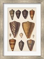 Antique Cone Shells I Fine Art Print