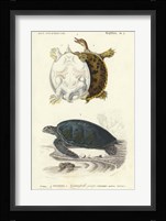 Antique Turtle Duo I Fine Art Print