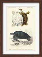 Antique Turtle Duo I Fine Art Print