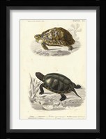 Antique Turtle Duo II Fine Art Print