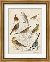 Gathering of Birds I Fine Art Print