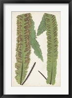 Fern Family III Fine Art Print