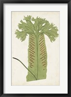 Fern Family V Fine Art Print