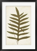 Fern Family VIII Fine Art Print