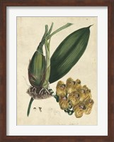 Sophisticated Orchid I Fine Art Print