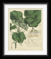 Curtis Leaves & Blooms I Framed Print