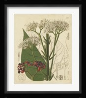 Curtis Leaves & Blooms II Fine Art Print