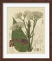 Curtis Leaves & Blooms II Fine Art Print