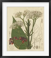 Curtis Leaves & Blooms II Fine Art Print