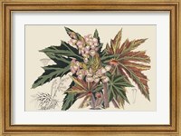 Begonia Varieties I Fine Art Print