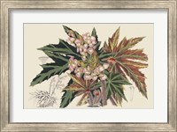 Begonia Varieties I Fine Art Print