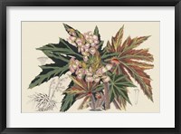 Begonia Varieties I Fine Art Print