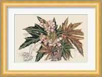 Begonia Varieties I Fine Art Print