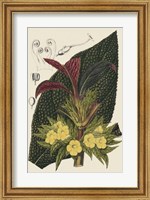 Begonia Varieties II Fine Art Print