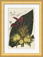 Begonia Varieties II Fine Art Print