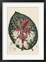 Begonia Varieties III Fine Art Print