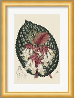 Begonia Varieties III Fine Art Print
