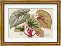 Begonia Varieties IV Fine Art Print