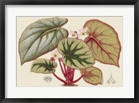 Begonia Varieties IV Fine Art Print