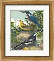 King-fisher & Wagtails Fine Art Print