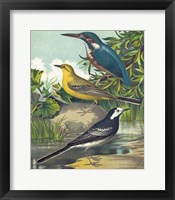 King-fisher & Wagtails Fine Art Print