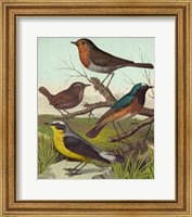 Robin, Wren & Redstart Fine Art Print