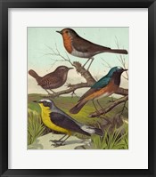 Robin, Wren & Redstart Fine Art Print