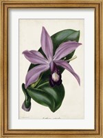 Plum Orchid Fine Art Print