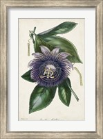Plum Passion Flower Fine Art Print
