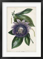 Plum Passion Flower Fine Art Print