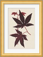 Japanese Maple Leaves I Fine Art Print