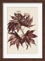Japanese Maple Leaves II Fine Art Print