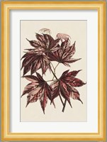 Japanese Maple Leaves II Fine Art Print