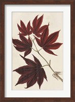 Japanese Maple Leaves III Fine Art Print