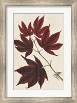 Japanese Maple Leaves III Fine Art Print