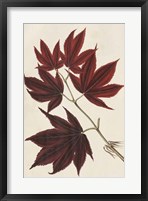Japanese Maple Leaves III Fine Art Print