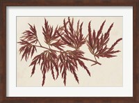 Japanese Maple Leaves IV Fine Art Print