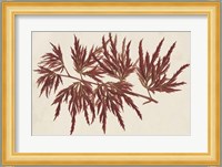 Japanese Maple Leaves IV Fine Art Print