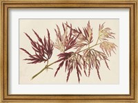 Japanese Maple Leaves V Fine Art Print