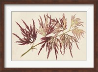 Japanese Maple Leaves V Fine Art Print