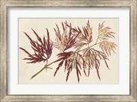 Japanese Maple Leaves V Fine Art Print