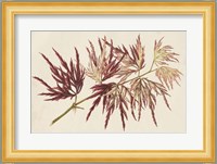 Japanese Maple Leaves V Fine Art Print