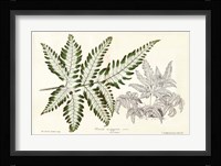 Fern Leaf Foliage II Framed Print