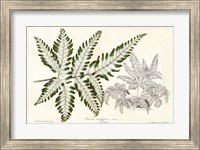 Fern Leaf Foliage II Fine Art Print