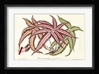 Fern Leaf Foliage III Framed Print