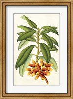 Tropical Rhododendron I Fine Art Print