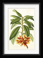 Tropical Rhododendron I Framed Print