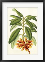 Tropical Rhododendron I Fine Art Print